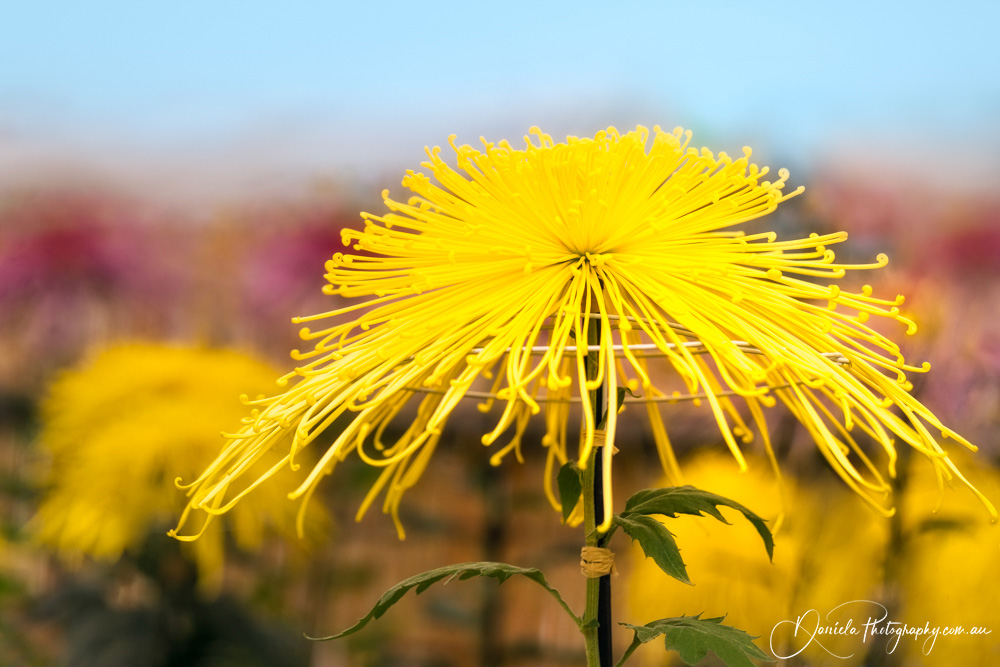Spectacular Yellow Chrysanthemum, in traditional Japanese Ozukuri Style